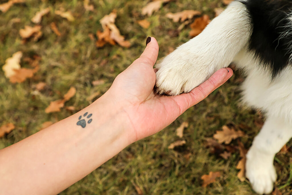 7 manieren om je overleden huisdier te herdenken Mensenlinq